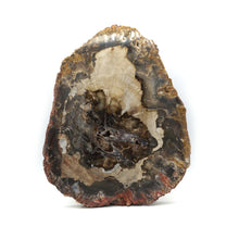 Load image into Gallery viewer, Fossilised / Petrified Wood
