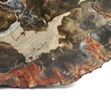 Load image into Gallery viewer, Fossilised / Petrified Wood
