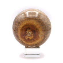 Load image into Gallery viewer, Fossil Coral Sphere
