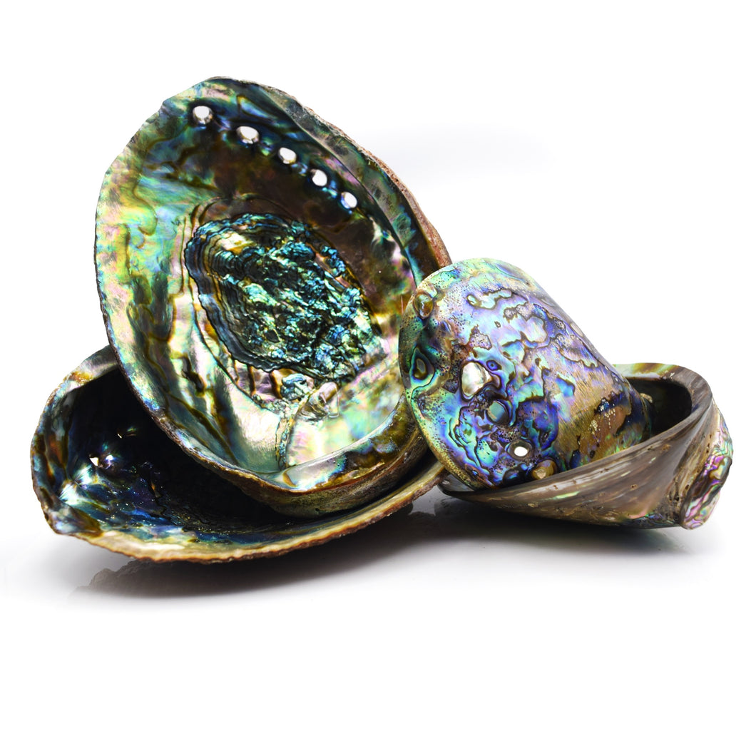 Polished Abalone Seashell