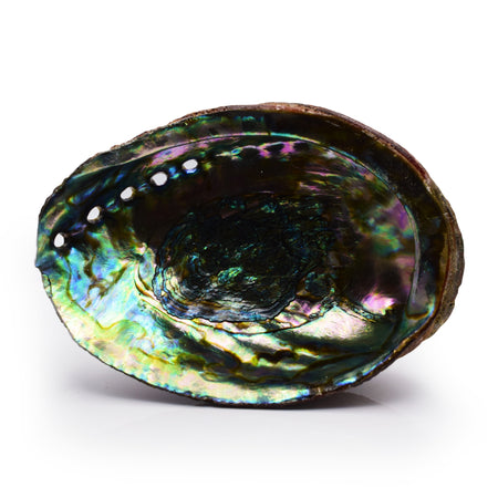 Polished Abalone Seashell